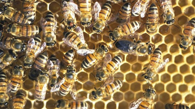 Jihoafrické včely z oblasti u Kapského města se dokáží rozmnožovat bez trubců.