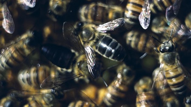 Dělnice jihoafrických včel jsou schopné přebrat i cizí včelstvo.