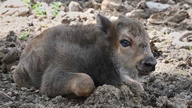V olomoucké zoologické zahradě na Svatém Kopečku se v polovině června narodilo další mládě zubra evropského, během měsíce už druhé.