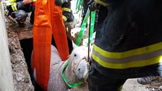 Hasi�i vytáhli kon� ze sklepa chátrajícího domu v Záhosticích na Táborsku.
