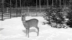 Srnec, první obyvatel olomoucké zoo v lednu 1955