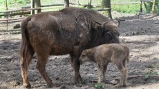 V olomoucké zoologické zahrad na Svatém Kopeku se v polovin ervna narodilo...