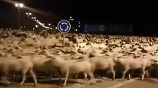 Stádo ovcí zpsobilo kolaps na kruhái ve panlsku