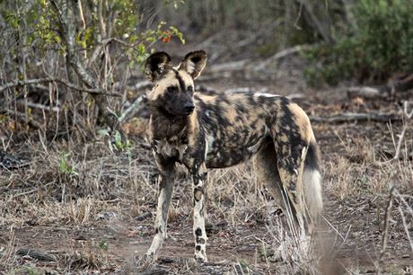 Na prvn pohled je zbarven ps hyenovch velmi vrazn, ale v schnouc...