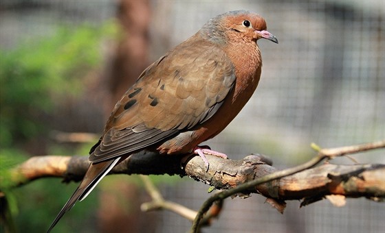 Hrdliky sokorské z volné pírody vymizely. V ZOO Ostrava by mohly dostat...