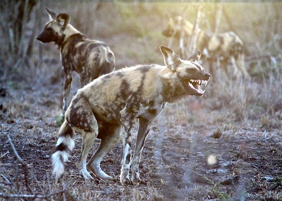 Akoli psi hyenoví váí maximáln okolo 40 kilogram, jde o vrcholové...