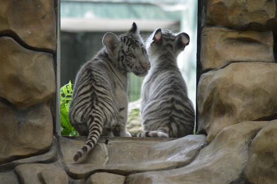 K největší atrakci liberecké zoologické zahrady patří mláďata bílých tygrů. 