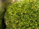 Hrub mixované koriandrové pesto