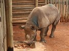 Transport nosoro samiky Eliky do Afriky (28.6.2016).