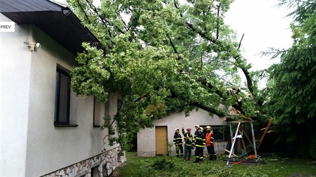 Hasii pi zsahu u spadlho stromu v Libereckm kraji (25. erven 2016)