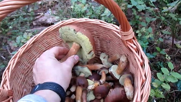 VIDEO: Plný košík za dvě hodiny, tak se nyní sbírají houby na Hradecku -  iDNES.cz