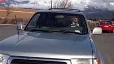 Pes v aut troubí