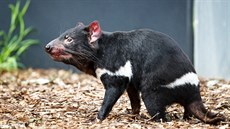 Tasmán�tí �erti neboli �ábli medv�dovití p�ipomínají n�co mezi �erným psem,...