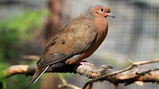 Hrdli�ky sokorské z volné p�írody vymizely. V ZOO Ostrava by mohly dostat...