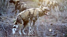 A�koli psi hyenoví vá�í maximáln� okolo 40 kilogram�, jde o vrcholové...