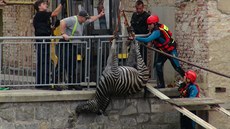 Z cirkusu v Beroun utekly dv zebry. Jedna z nich se utopila v Berounce...