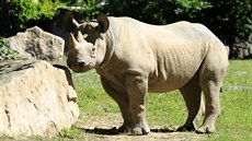 Samice nosoroce Elika (23.6.2016).
