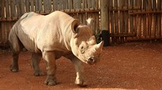 Transport nosoroí samiky Eliky do Afriky (28.6.2016).