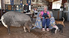 Lindy nevadí, �e prasata podlahu po�krábou, �i zni�í nábytek.  
