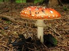 Typická podzimní houba, muchomůrka červená. Na Hlinecku se najde už teď.