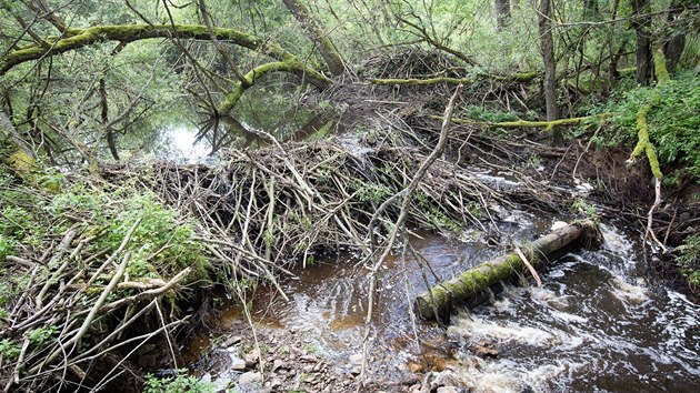 V lesch mezi Frymburkem a ernou v Poumav u Lipna se usadili bobi.