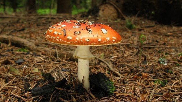 Typická podzimní houba, muchomůrka červená. Na Hlinecku se najde už teď.
