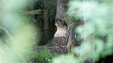 V lesích mezi Frymburkem a ernou v Poumaví u Lipna se usadili bobi.