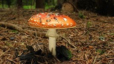 Typická podzimní houba, muchomrka ervená. Na Hlinecku se najde u te.