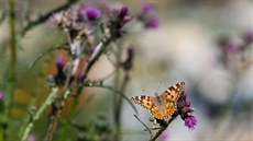 Ve Voticích na Beneovsku se otvírá motýlárium. Motýli tu na ploe pes tisíc...
