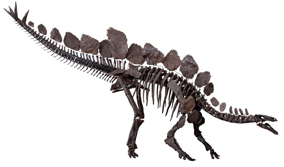 Exemplář stegosaura zvaný Sophie v podobě, v jaké je vystaven v Přírodovědeckém...