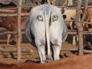 Britský vdec v Botswan maluje kravám na zadek oi. aby je ochránil ped...
