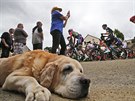 Pondlní tempo pelotonu na Tour de France uspalo i psa.