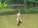 Vys�len� sova visela na vlasci za k��dlo asi metr nad �ekou. (2. �ervence 2016)