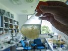 Hlavním objektem jeho výzkumu jsou medúzy pocházející z pobeí Portorika (30....