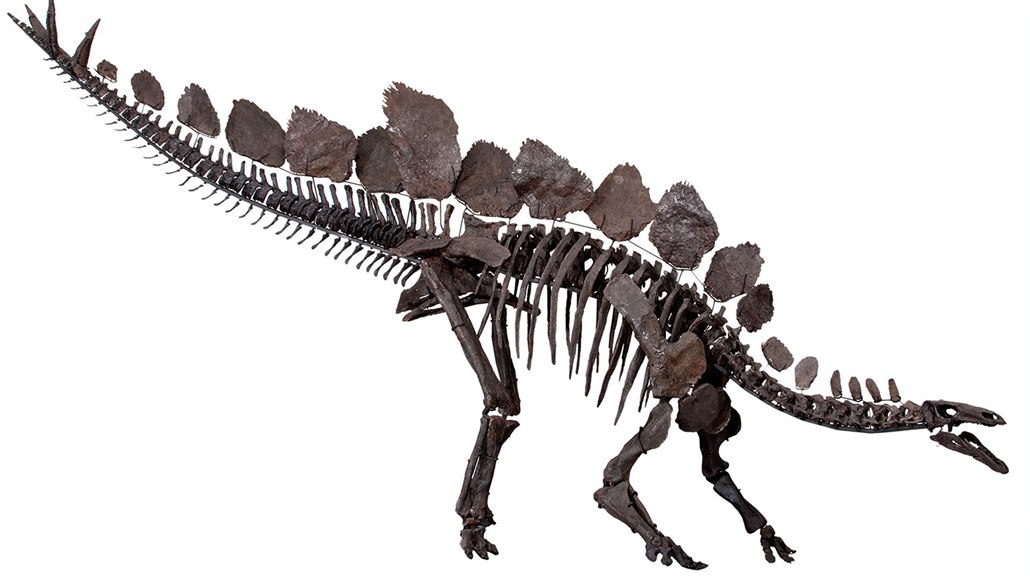 Exemplář stegosaura zvaný Sophie v podobě, v jaké je vystaven v Přírodovědeckém...