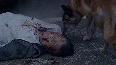 Pes nikdy neodejde. Dojemné video bojuje proti opoutní ps