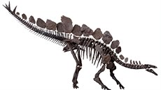Exemplá stegosaura zvaný Sophie v podob, v jaké je vystaven v Pírodovdeckém...