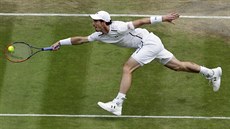 Andy Murray v semifinále Wimbledonu