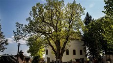 Lidé ze Zásady mají sv�j starý dub rádi. Pat�í mezi dominanty m�stysu,...