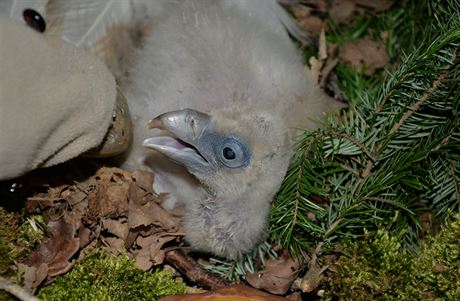 Mlád supa himálajského odchovala ústecká zoo jako první v esku.