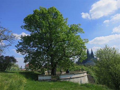 Masarykova lípa na Praském hrad.