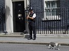 Kocour Larry ped dvemi premiérského sídla v Downing street íslo 10 (13....