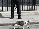 Kocour Larry ped dvemi premiérského sídla v Downing street íslo 10 (13....