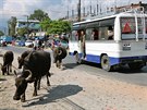 Stejn jako v Indii se po ulicích nepálských mst procházejí samostatné krávy.