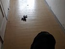 V chodb� byly ps� v�kaly.