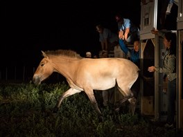 Pra�ská zoo poslala dal�í kon� P�evalského do Mongolska (17.7.2016).