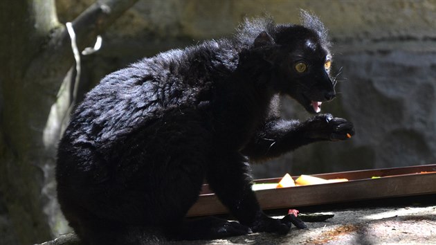 V brnnsk zoo se zabydluje rodinka lemur ernch.