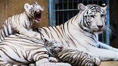 Mláata bílých tygr z liberecké zoo Shankar a Maia se svou matkou.
