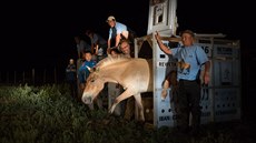 Praská zoo poslala dalí kon Pevalského do Mongolska (17.7.2016).
