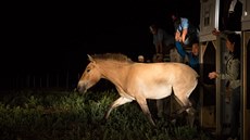 Pražská zoo poslala další koně Převalského do Mongolska (17.7.2016).